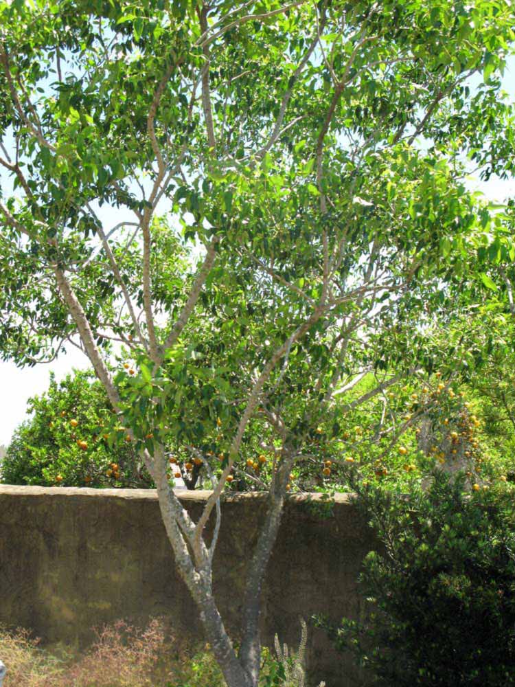              Habit (Winter Haven, FL)       